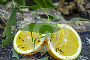 Katydid green leaf bug