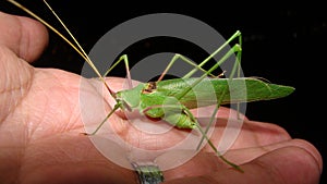 Katydid on the hand. green katydids isolated on black background . camouflage katydid. camouflage insects. camouflage animals. ins