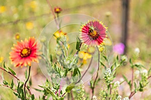 Katydid on an Indian Blanket wildflower in the Texas hill country