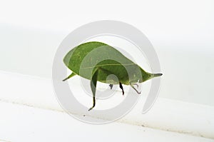 Katydid insect