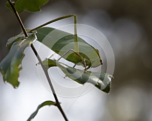 Katydid Insect Stock Photos.  Katydid Insect on a branch tree with a bokeh background