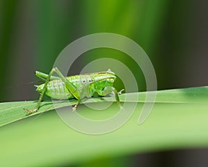 Katydid on a leaf