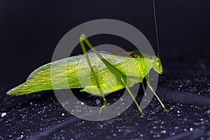 Katydid