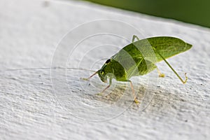 katydid long-horned grasshopper bush cricket