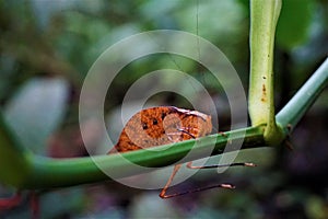 Katydid mimicking a leaf in Las Quebradas