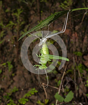 Katydid Molting behaviour seen at Goa,india