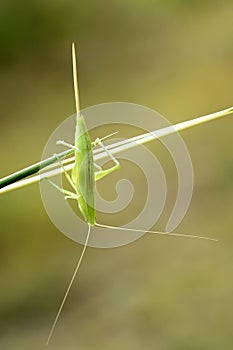 Katydid nymph