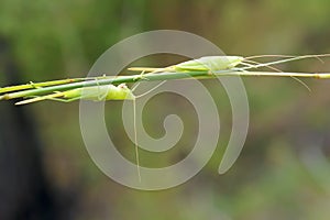 Katydid nymph