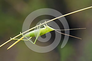 Katydid nymph