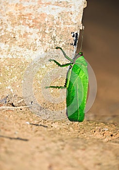 Katydid