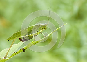 Katydid (Scudderia)