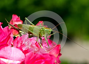 Katydid Tettigonia cantans