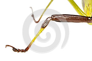 Katydid Tettigoniidae leg with four tarsal segments