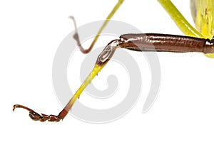Katydid Tettigoniidae leg with four tarsal segments photo
