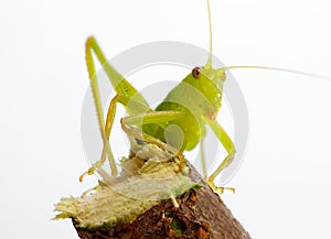 Katydid on twig