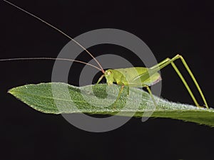 Katydids or bush crickets,Tettigoniidae