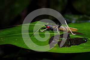 Katydids cricket - Macroxiphus sumatranus