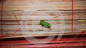 katydids stick to bamboo crafts