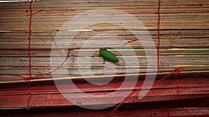 katydids stick to bamboo crafts