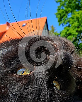 Katze, Cat,  sky, himmel