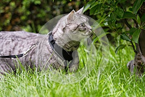 Tabby cat with harness on a leash