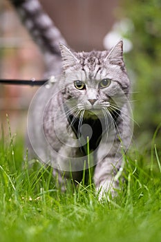 Tabby cat with harness on a leash