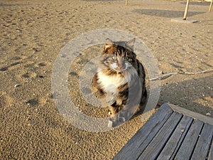 Katze in Strand photo