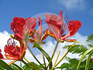 Kauai Flower photo