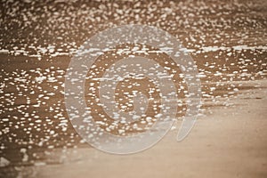 Kauai, Hawaii - Close-up of a sandy beach on Kauai where water is just retrieving leaving bubbles