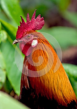Kauai rooster