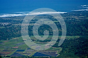 Kauai's Taro Fields