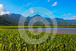 Kauai Taro Fields