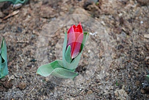 Kaufmanniana tulip Scarlet Baby grow in the flowerbed.