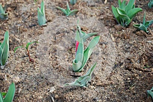 Kaufmanniana tulip Scarlet Baby grow in the flowerbed.