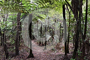 Kauri Puketi Forest, NZ