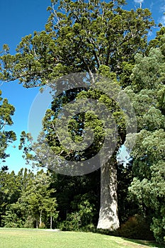 Kauri Tree photo