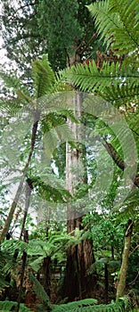Kauri tree photo