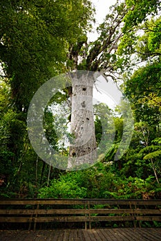Kauri Tree
