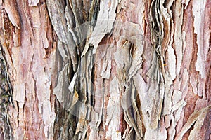 Kauri tree bark