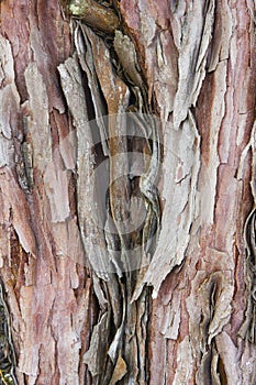 Kauri tree bark