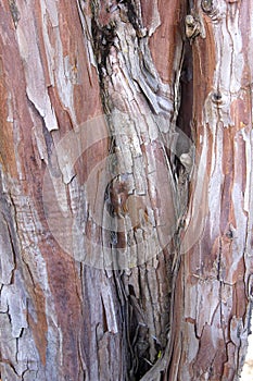 Kauri tree bark