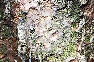 Kauri tree bark and moss photo