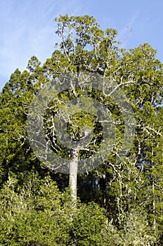 Kauri tree photo
