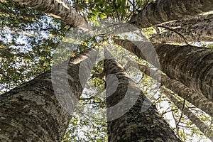 Kauri Tree Grove