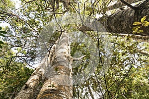 Kauri Tree Grove