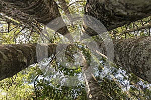 Kauri Tree Grove