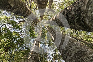 Kauri Tree Grove