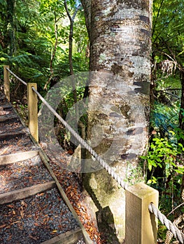 kauri tree at Kitekite Falls tourist track at Piha