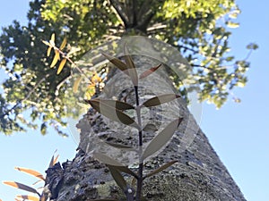 Kauri tree sprout in close up, up view with blue sky background.