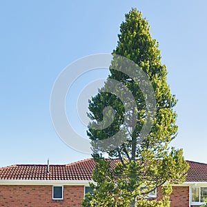 Kauri tree standing next to the red bricks red roof house, blue sky background.